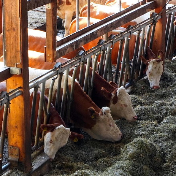 Food, Agriculture